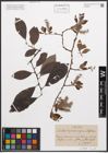 Foto von Salix caprea L. x Salix grandifolia Ser.